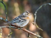 Bergfink Männchen im Winterkleid